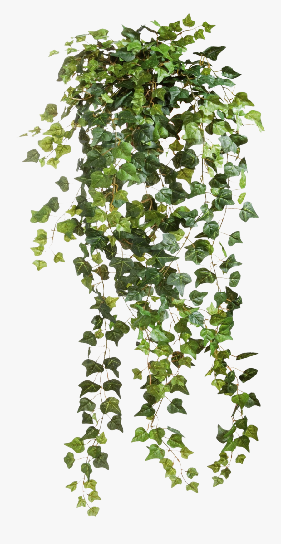 Vine Plant Png, Transparent Clipart