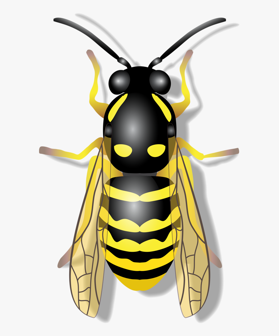 Transparent Flying Bee Png - Insects Png, Transparent Clipart