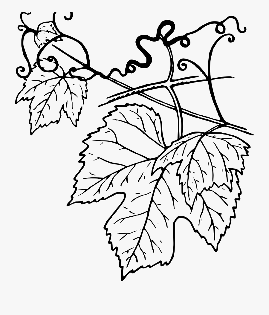 Ivy Clipart Grape Leave - Grape Leaf Clipart Black And White, Transparent Clipart