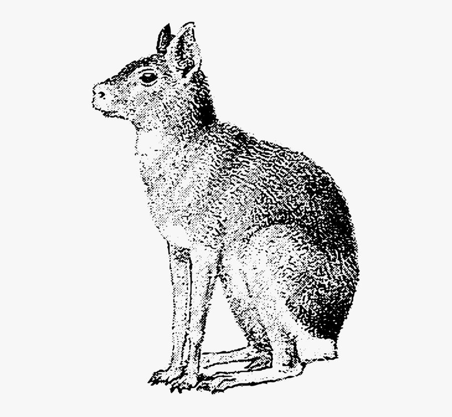 Monochrome - Patagonian Mara Clip Art, Transparent Clipart