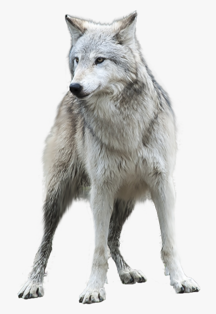 Transparent Grey Wolf Clipart - Gray Wolf Transparent Background, Transparent Clipart