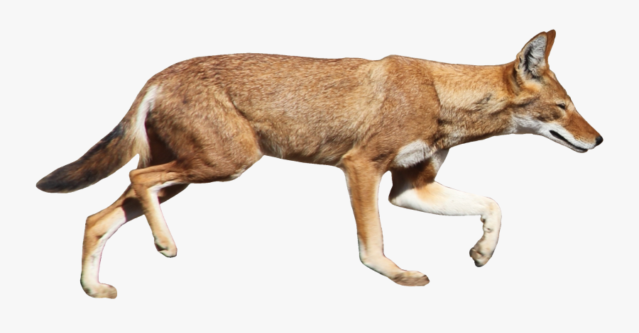 Free Scavenger Animal Download - Ethiopian Wolf White Background, Transparent Clipart