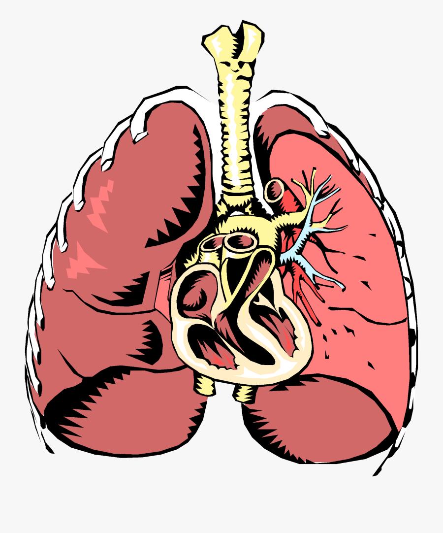 Respiratory System Clipart - Ways We Lose Water From Your Body, Transparent Clipart