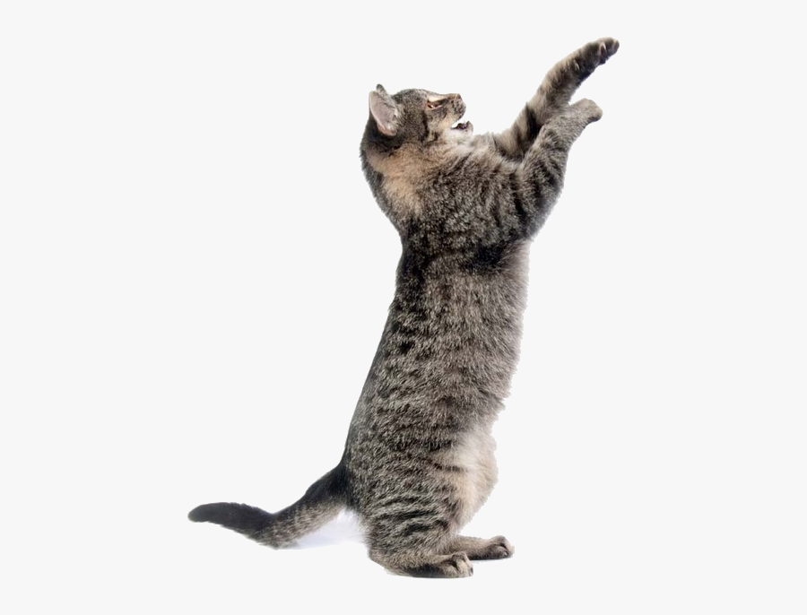Cute Toy Pet Dog Cat Mouse Clipart - Transparent Background Cat Png, Transparent Clipart