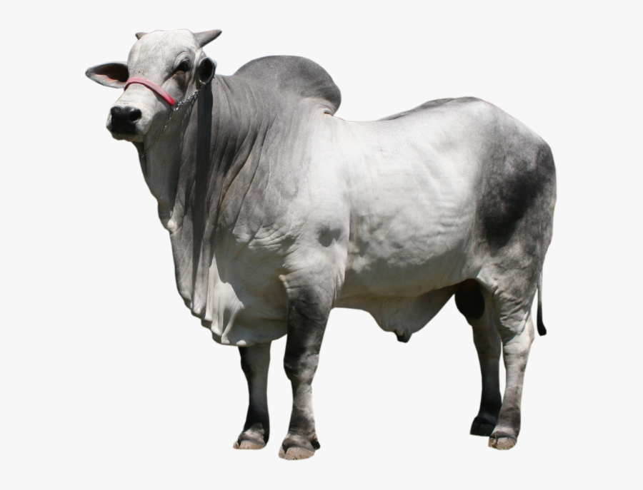 Clip Art Gyr Cattle - Boi Png, Transparent Clipart