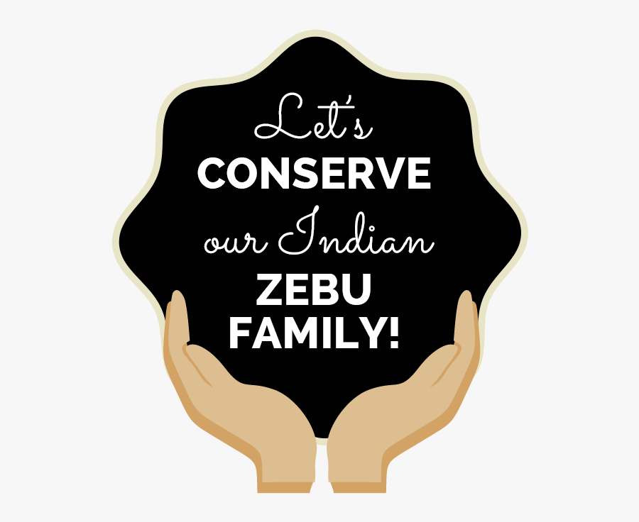 Zebu-family - Illustration, Transparent Clipart