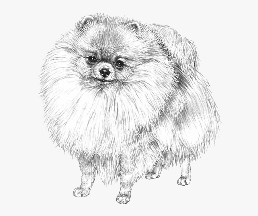 Pomeranian, Transparent Clipart