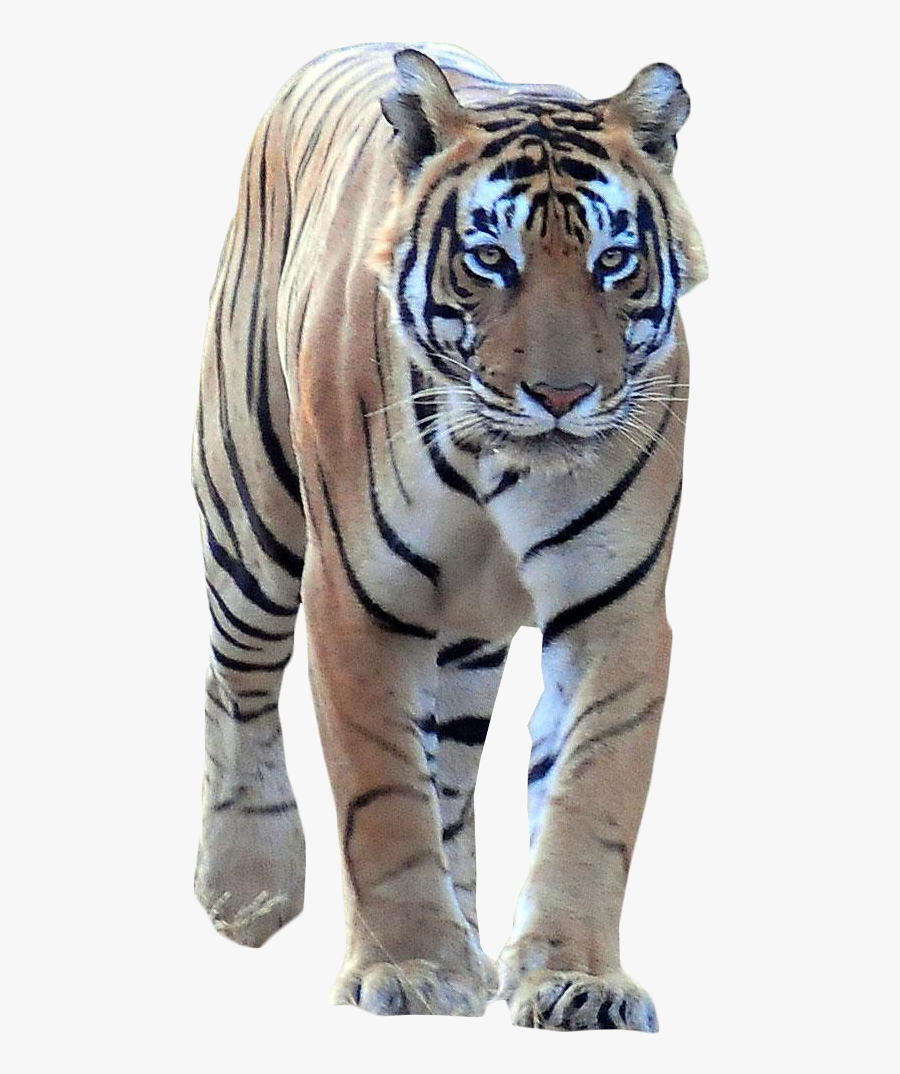 Transparent Tiger Png - Ranthambore National Park, Transparent Clipart