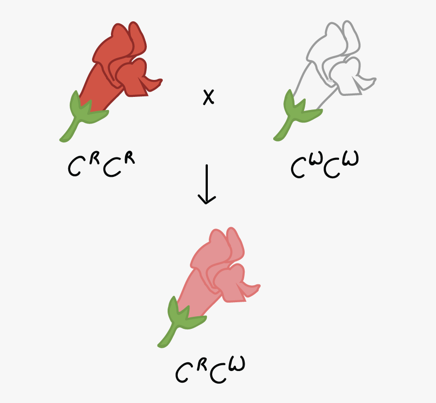 Codominance Genetics, Transparent Clipart