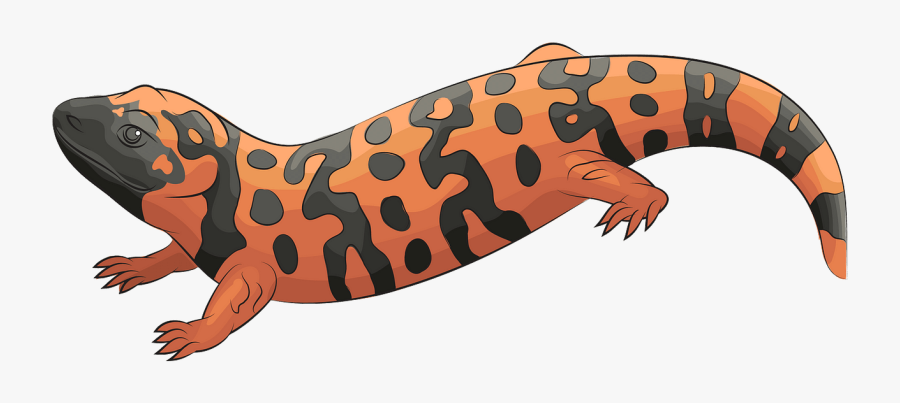 Gecko, Transparent Clipart