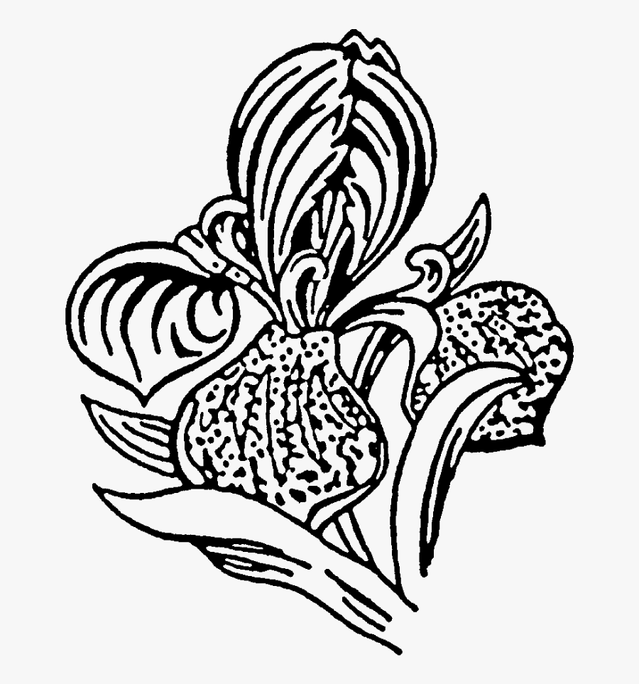 Orchid Rubber Stamp"
 Title="orchid Rubber Stamp - Illustration, Transparent Clipart