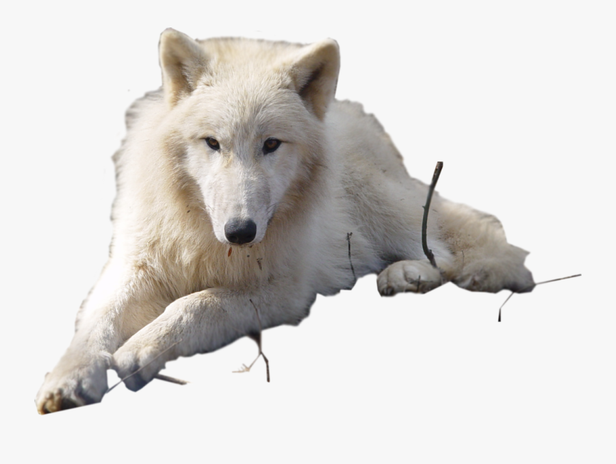 Transparent Arctic Wolf Clipart - White Wolf With Transparent Background, Transparent Clipart