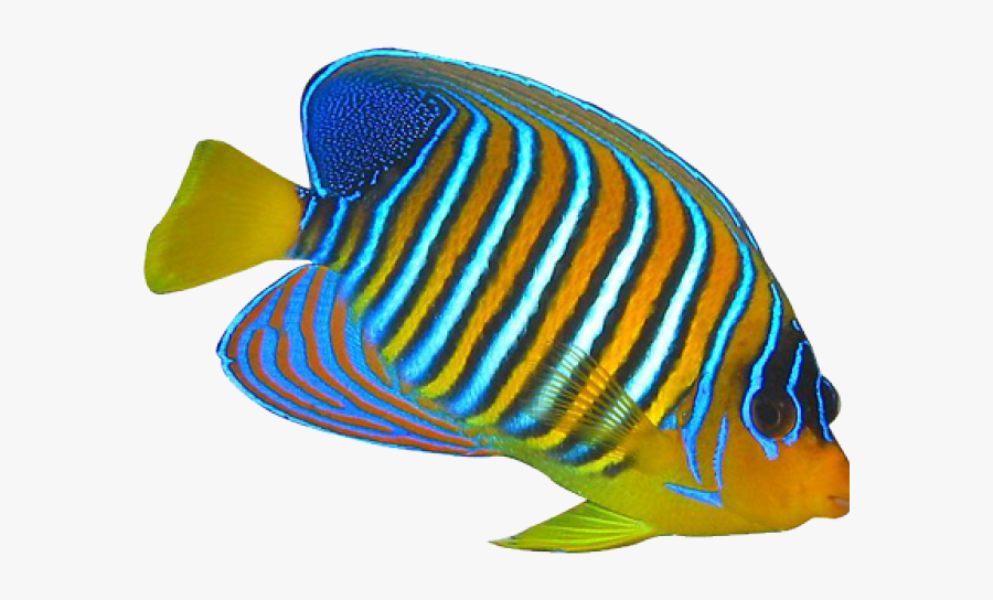 Coral Clipart Transparent Background - Angel Fish Png, Transparent Clipart
