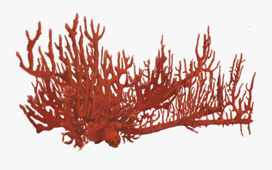Coral Reefs Png - Real Coral Reef Png, Transparent Clipart
