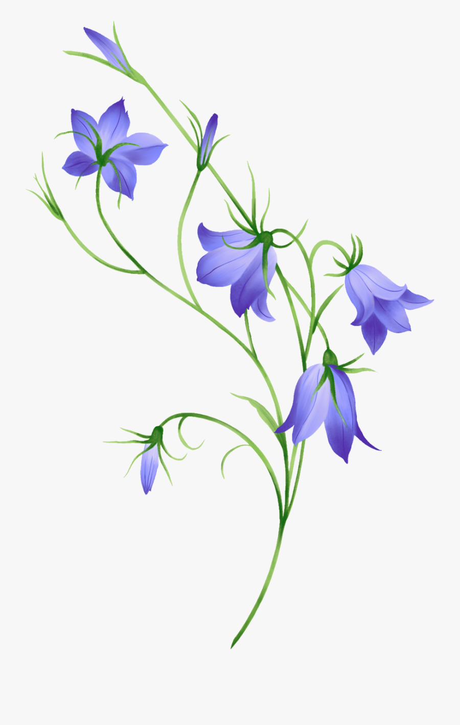 Morning Glory, Bellflower, Leaf, Nature - Flower Bell Design, Transparent Clipart