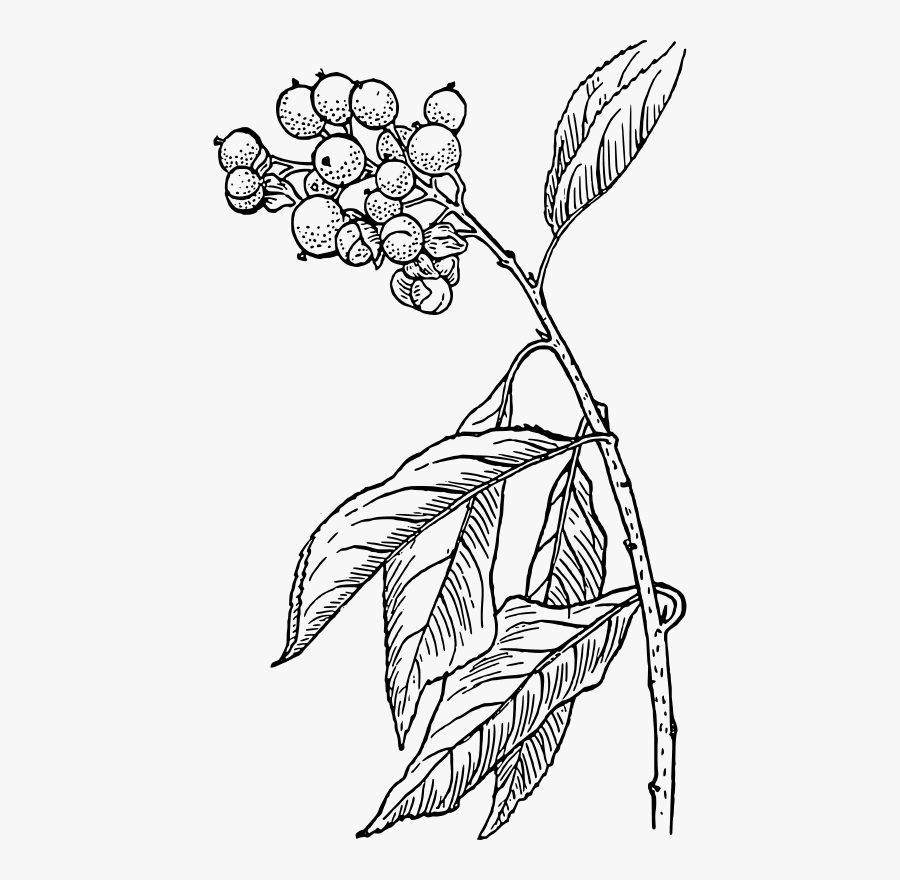 Clip Art Free Warszawianka - Coffee Plant Drawing Png, Transparent Clipart