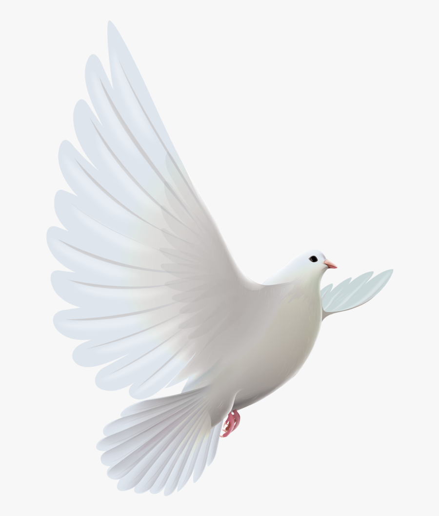 Clipart Bird Descending - Transparent White Dove Png, Transparent Clipart