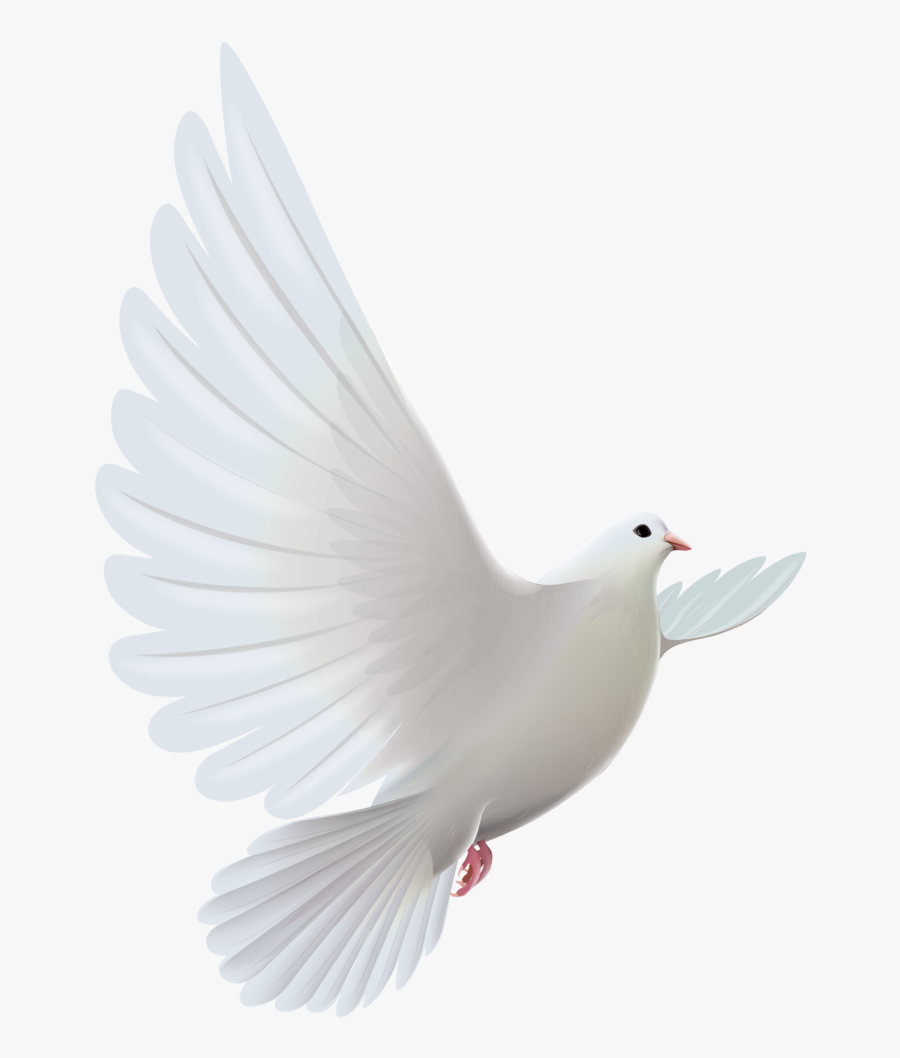 Clipart Bird Descending - Transparent White Dove Png , Free Transparent ...