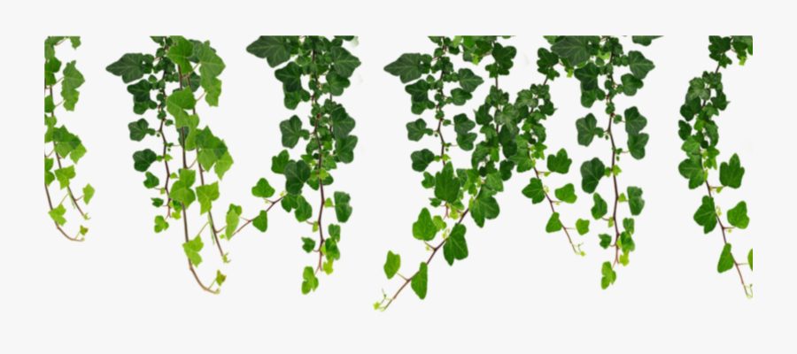 Mq Green Nature Leaf Leaves Vines - Transparent Background Vines Png, Transparent Clipart