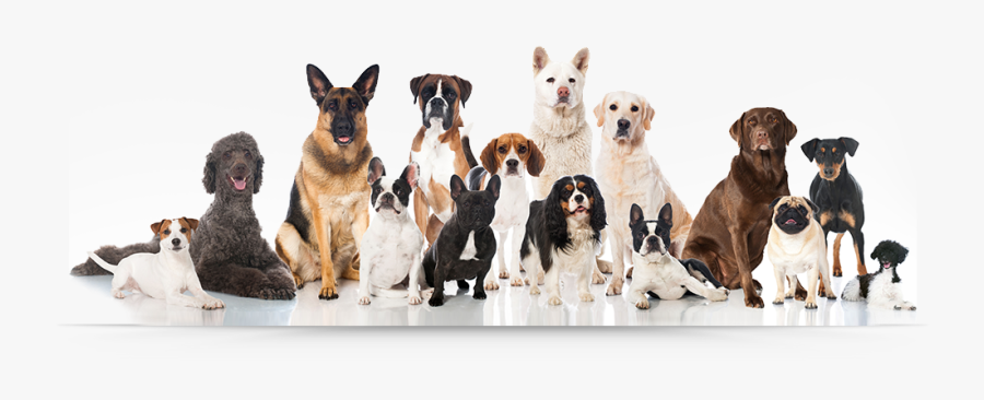 Group Of Cats Dogs Png - Transparent Group Of Dogs, Transparent Clipart