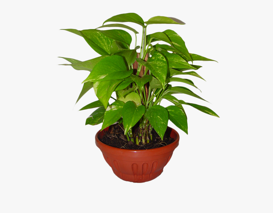 Clip Art Monstera Houseplant - Flowerpot, Transparent Clipart