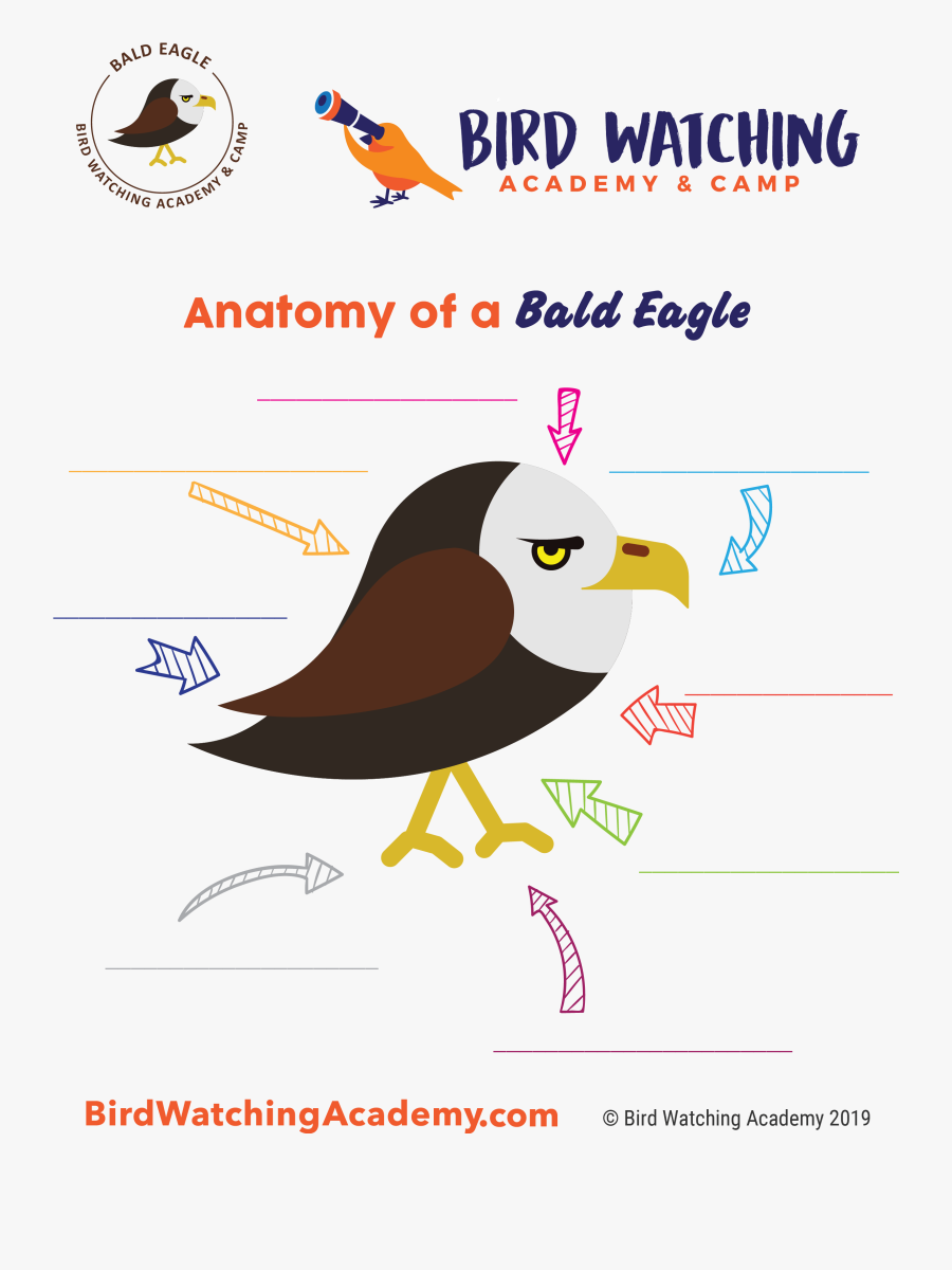 Bird Anatomy For Kids, Transparent Clipart