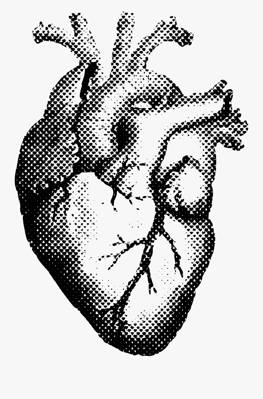Heart Clipart Transparent Anatomical - Human Heart Drawing Png, Transparent Clipart
