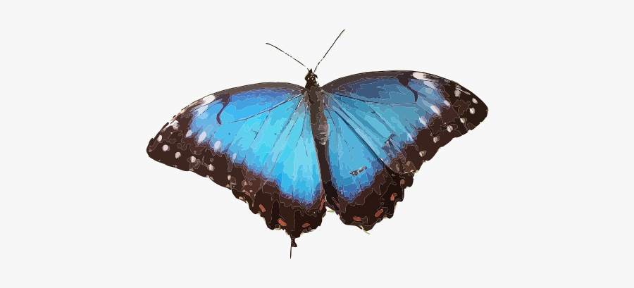 Blue Morpho Butterfly Png, Transparent Clipart