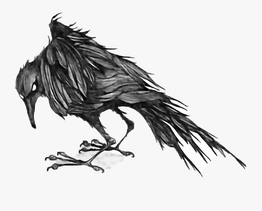 Crows Flyinghigh Freetoedit Report - Raven, Transparent Clipart