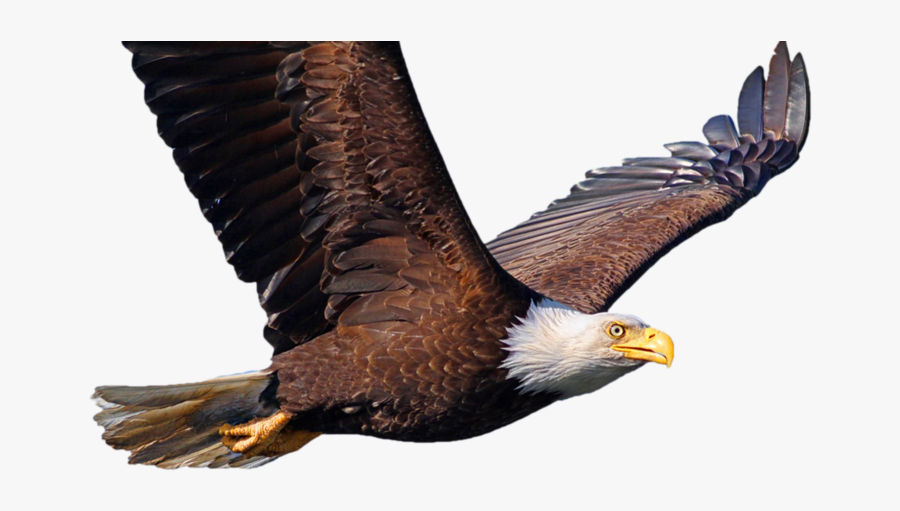 Bald Eagle Bird Desktop Wallpaper Common Starling - Png Kartal, Transparent Clipart