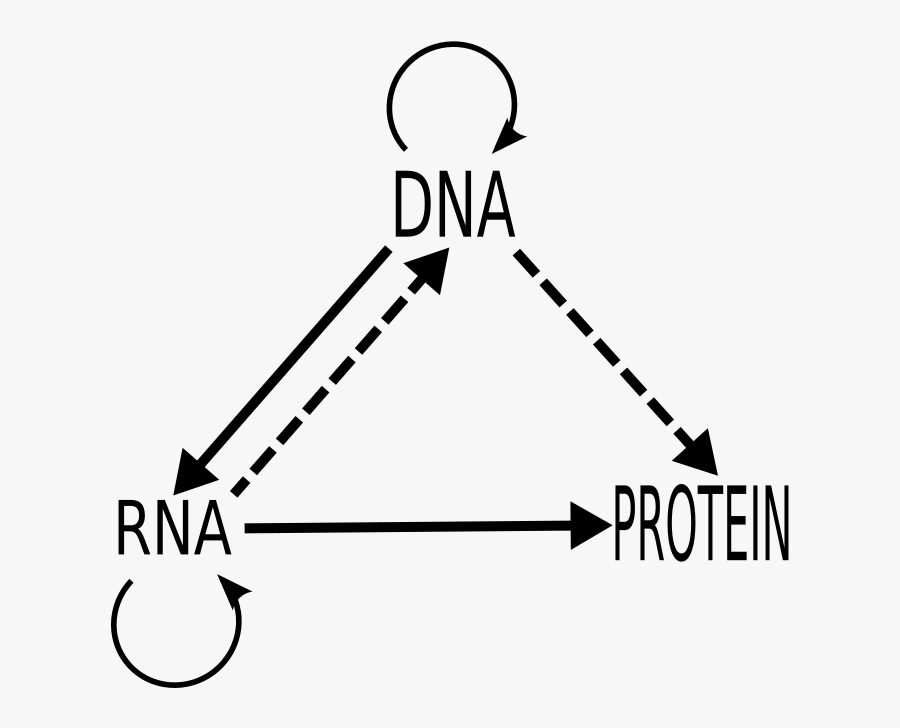 Central Dogma Of Molecular Biology, Transparent Clipart