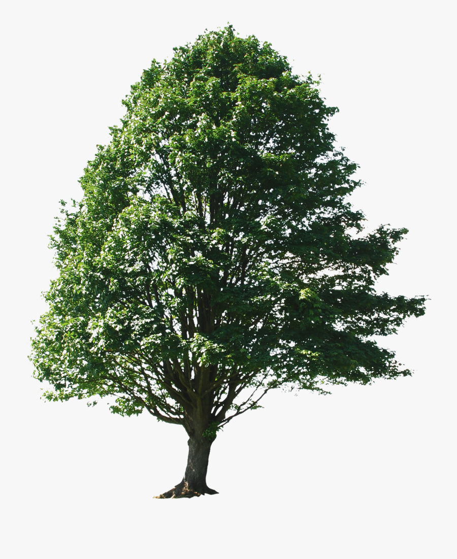 Photoshop Trees , Free Transparent Clipart - ClipartKey