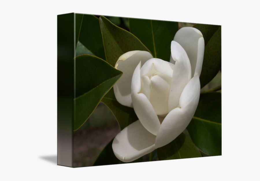 White Southern Opening By - Southern Magnolia, Transparent Clipart