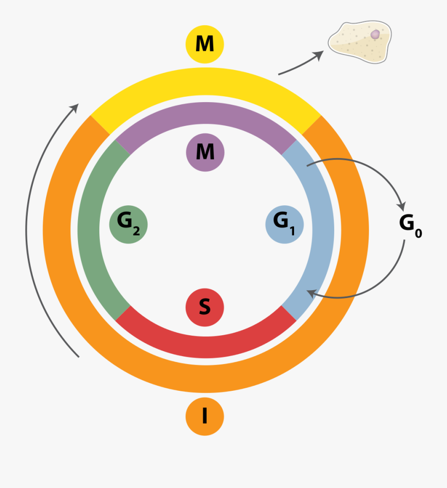 Cell Cycle Png, Transparent Clipart