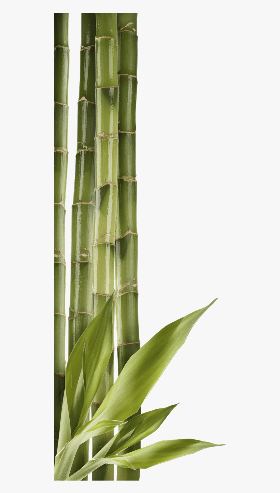 Transparent Corn Stalk Bundle Clipart - Bamboo Spa Background Png, Transparent Clipart