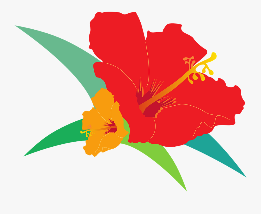 Hibiscus, Bird"s Flowers, Red, Orange, Color, Fuso - ดอก ชบา การ์ตูน Png, Transparent Clipart