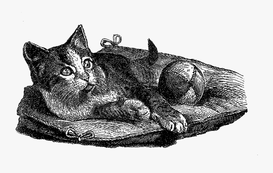 Cat Domestic Illustration Vintage - Domestic Short-haired Cat, Transparent Clipart