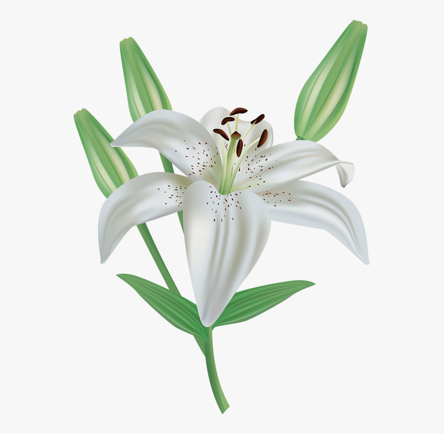 Easter Lily Png Transparent Easter Lily Clipart Free Transparent Clipart ClipartKey