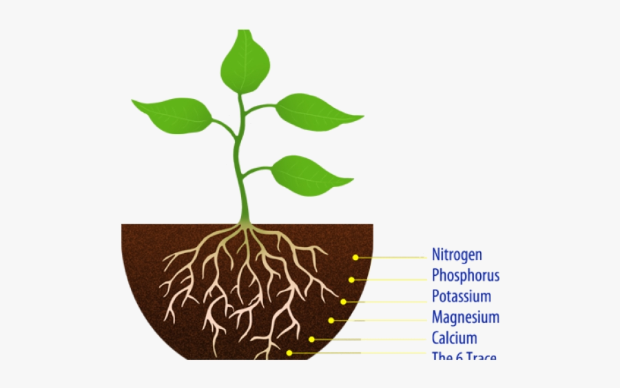 Soil Clipart Seedling Simple Plant With Roots Transparent - Plant With