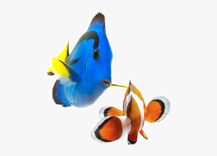 Coral Reef Fish Png, Transparent Clipart
