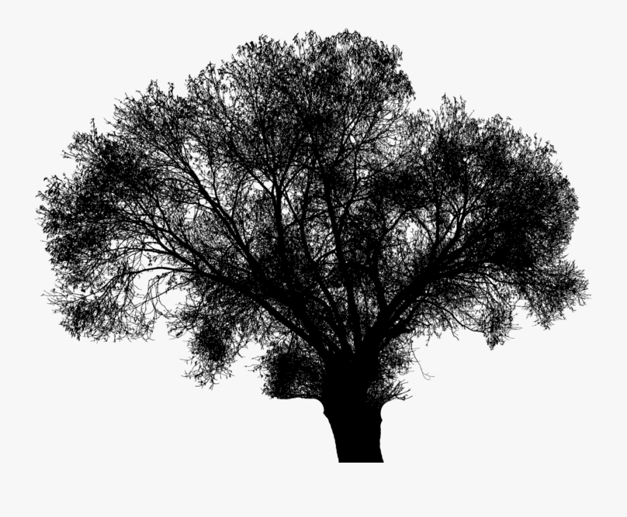 Plant,monochrome Photography,oak - Weihnachtszitate, Transparent Clipart