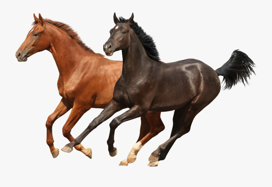 Brwon And Black Two Horses Psd Images Runing - Png Images Of Horses, Transparent Clipart