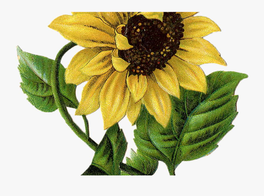 Transparent Sunflower Drawing Png - Sunflowers Graphic, Transparent Clipart