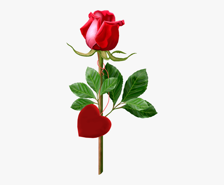 Beautiful Single Rose Red - Good Morning Image With Single Red Rose, Transparent Clipart
