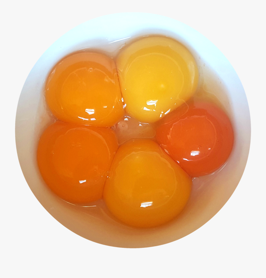 Collections At Sccpre Cat - Orange Egg, Transparent Clipart