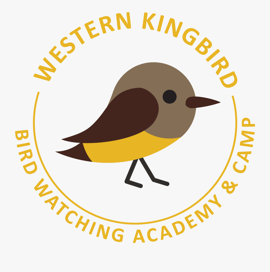 Western Kingbird Picture - West Lancashire, Transparent Clipart