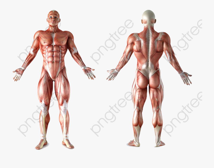 Human Body Human Body Clipart - Male Human Muscle Anatomy, Transparent Clipart