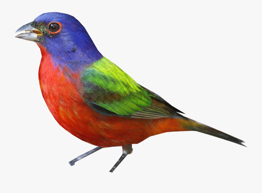 Bunting Png - Painted Bunting Transparent, Transparent Clipart