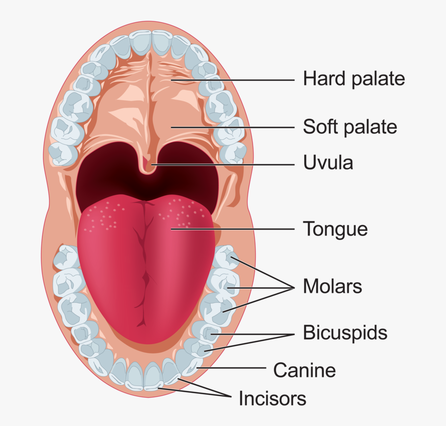 Soft palate. Твердое и мягкое небо анатомия.