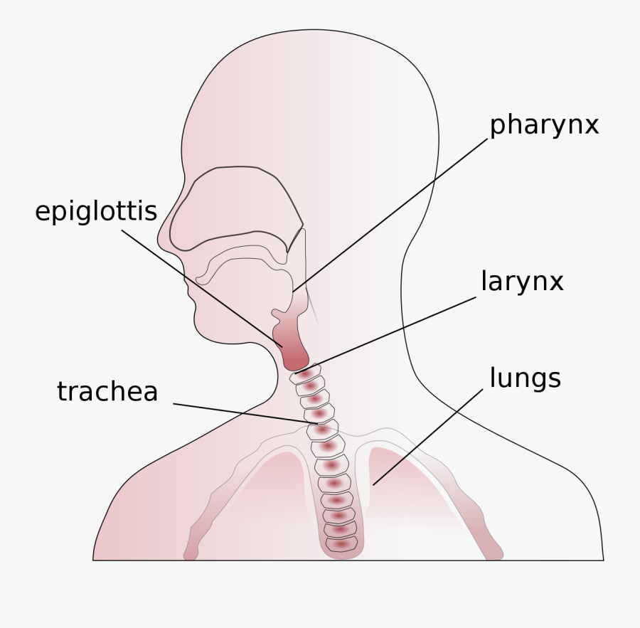 Pharynx Meaning In Urdu Free Transparent Clipart Clipartkey